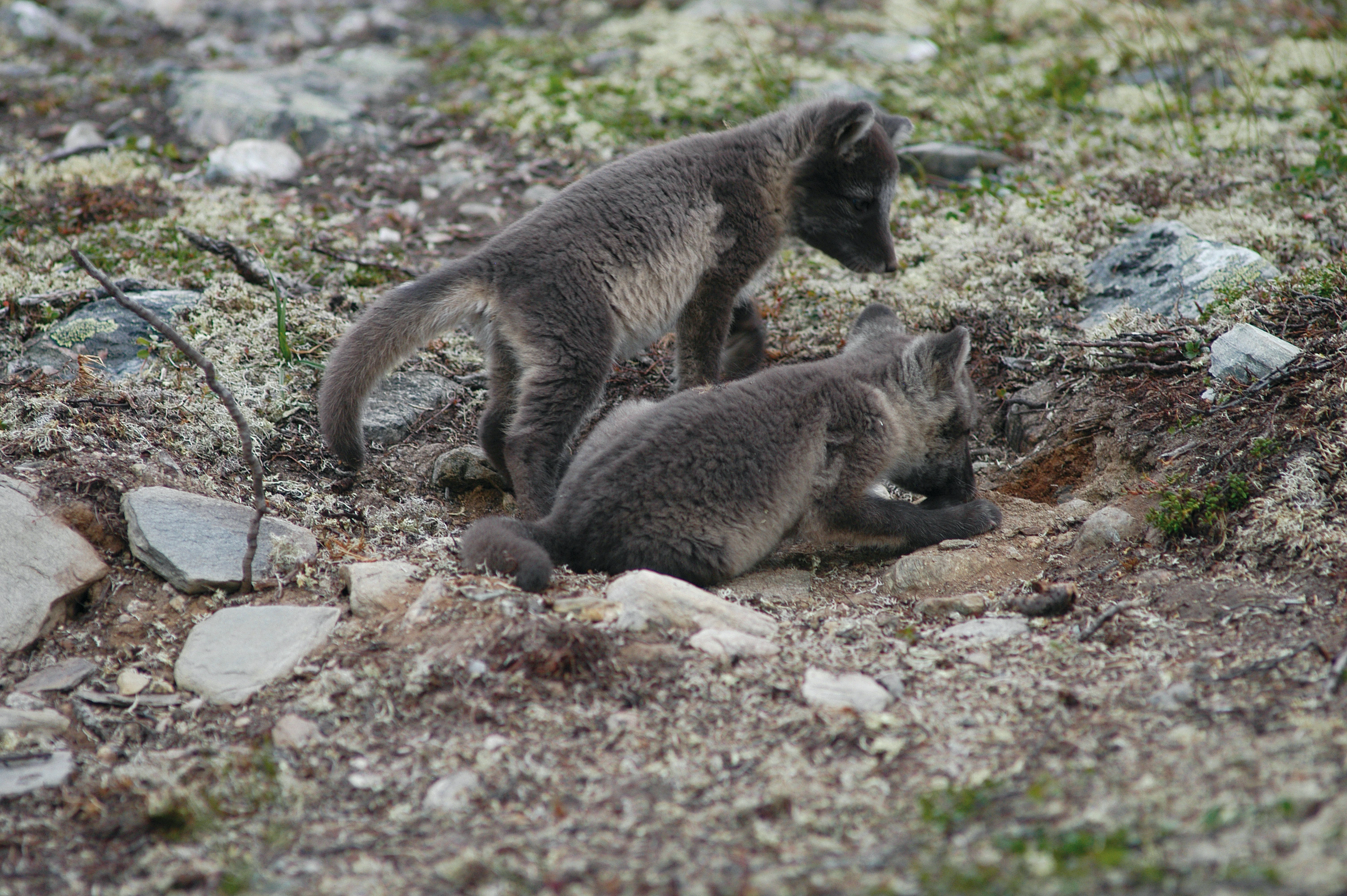 : Vulpes lagopus.