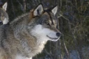 : Canis lupus.