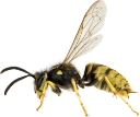 : Vespidae.