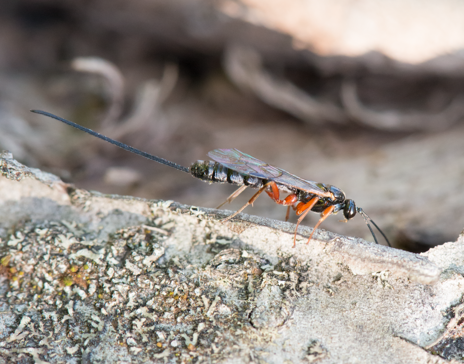 : Ichneumonidae.