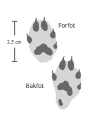 : Mustela erminea.