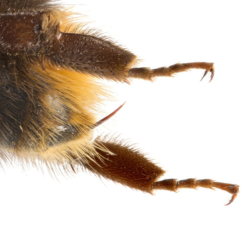 : Bombus.