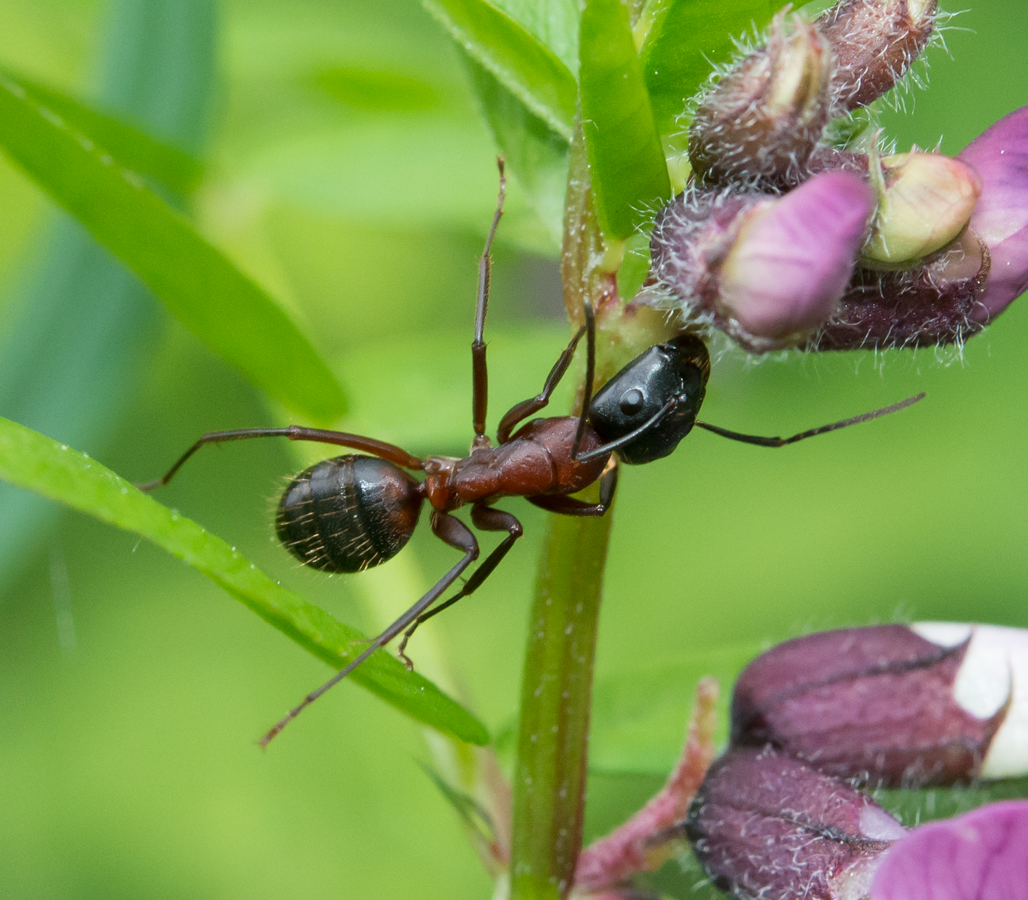 : Camponotus.