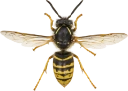 : Hymenoptera.