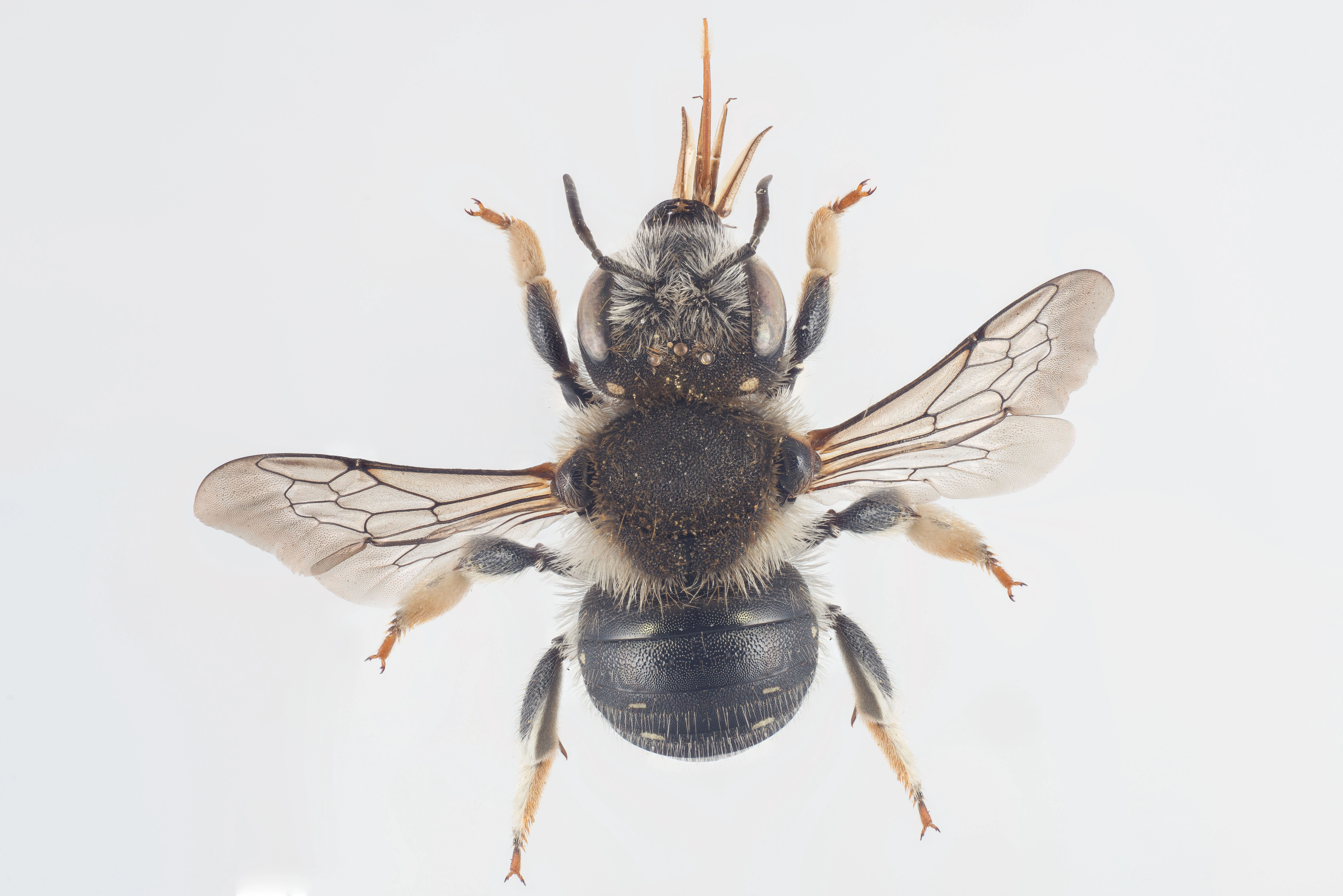 : Anthidium punctatum.