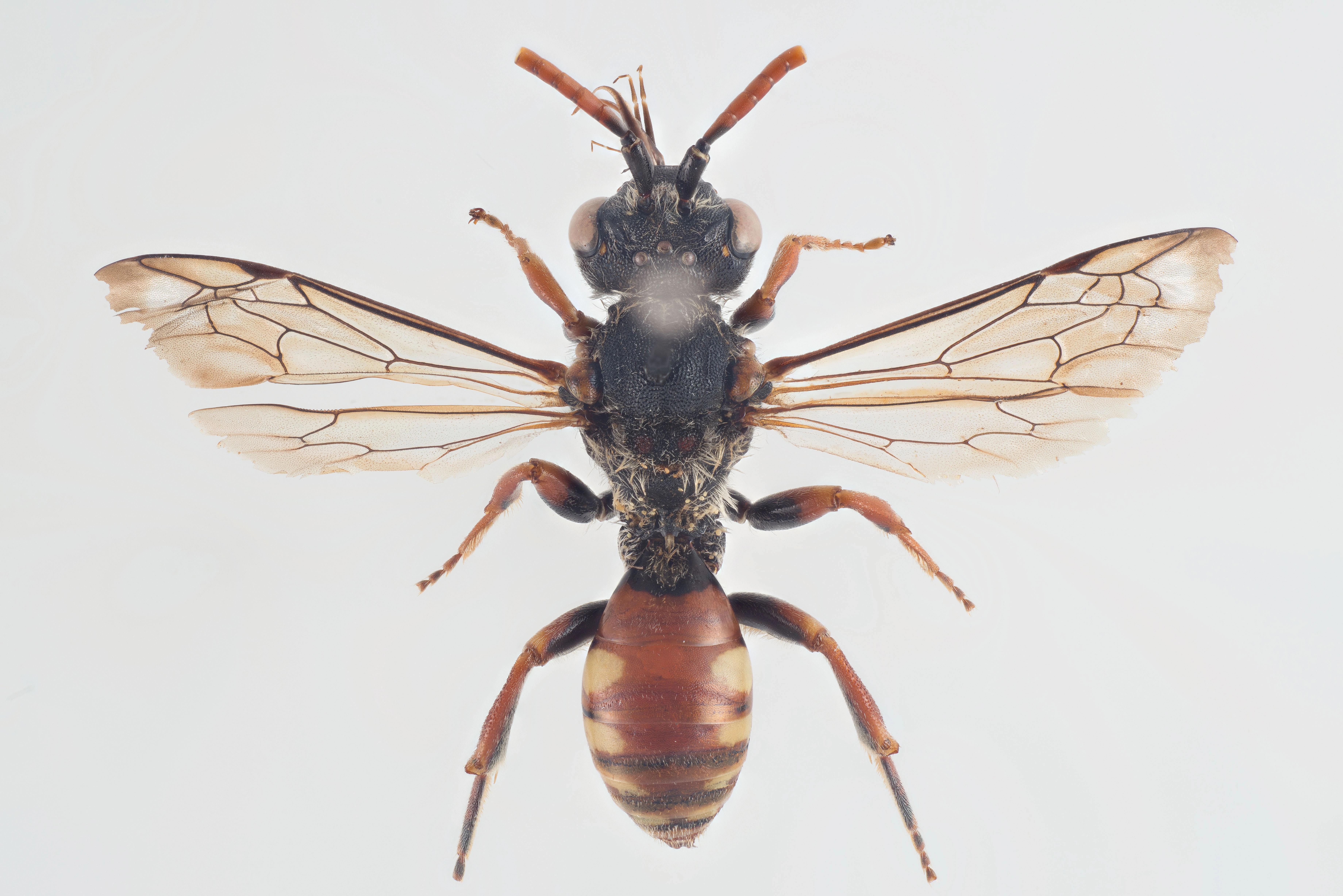 : Nomada armata.