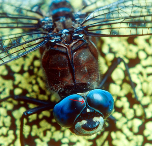 : Aeshna caerulea.