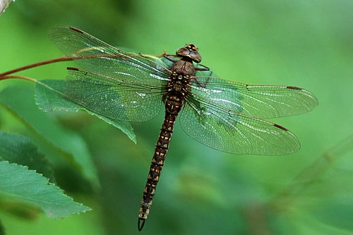 : Aeshna caerulea.