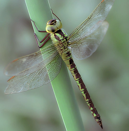 : Aeshna viridis.