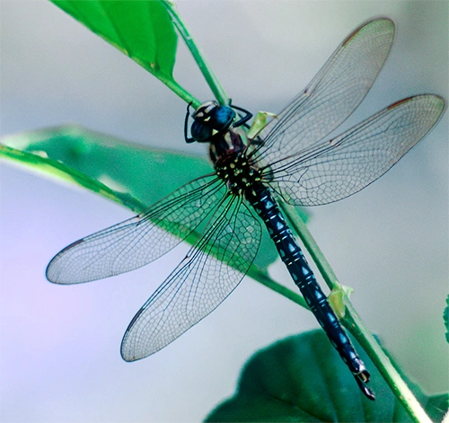 : Brachytron pratense.