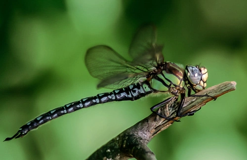 : Brachytron pratense.