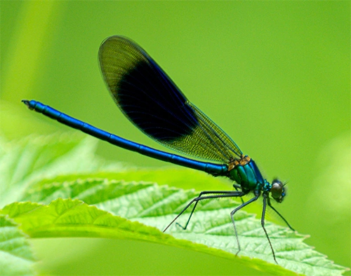 : Calopteryx splendens.