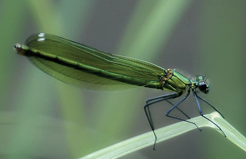 : Calopteryx splendens.