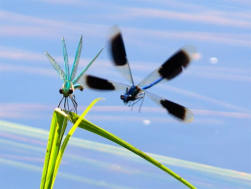 : Calopteryx splendens.