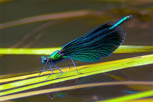 : Calopteryx virgo.