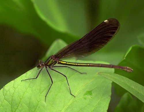 : Calopteryx virgo.