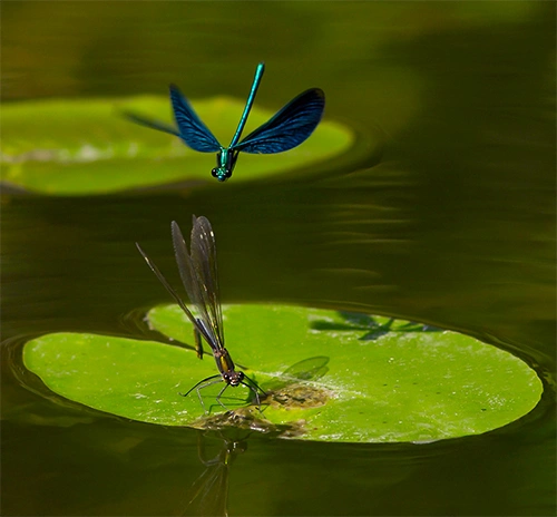 : Calopteryx virgo.