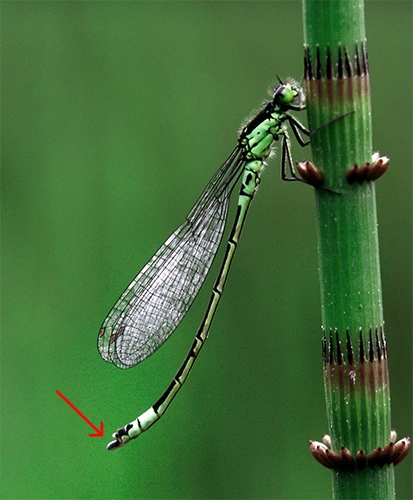 : Coenagrion armatum.