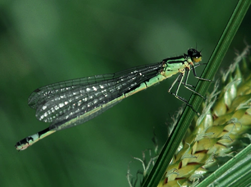 : Coenagrion armatum.