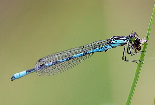 : Coenagrion hastulatum.