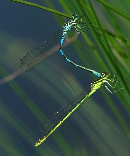 : Coenagrion hastulatum.