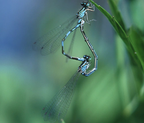 : Coenagrion johanssoni.