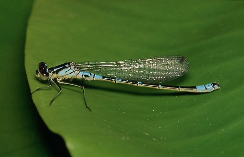 : Coenagrion lunulatum.