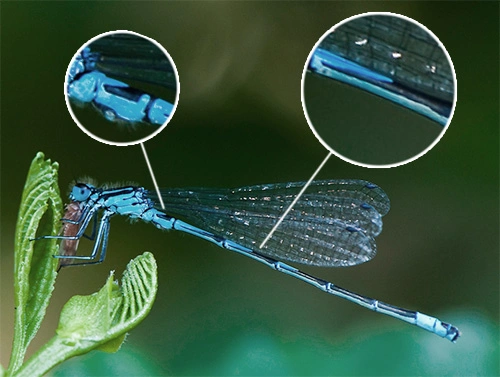 : Coenagrion pulchellum.