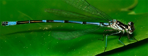 : Coenagrion pulchellum.