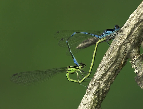 : Coenagrion pulchellum.