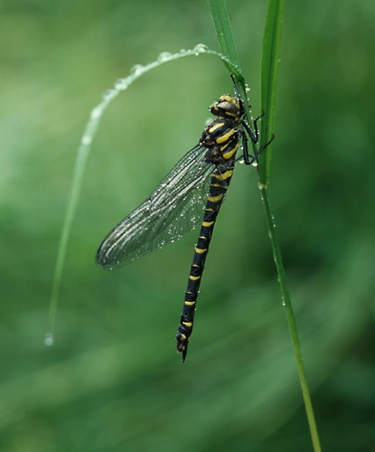 : Cordulegaster boltonii.