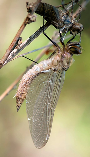 : Cordulia aenea.