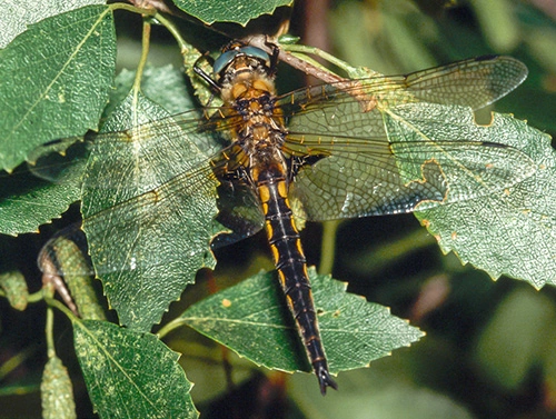 : Epitheca bimaculata.