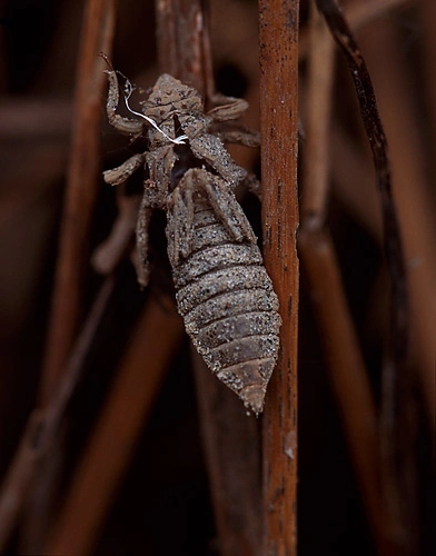 : Gomphus vulgatissimus.