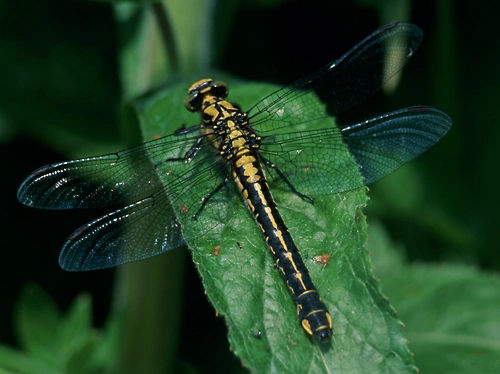 : Gomphus vulgatissimus.