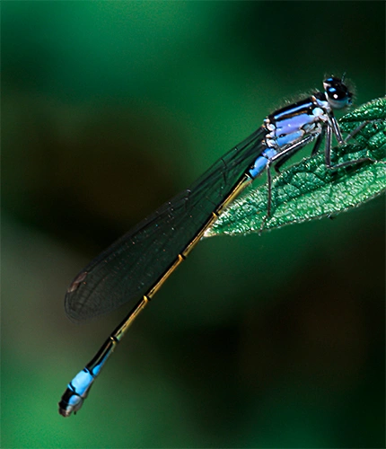 : Ischnura elegans.