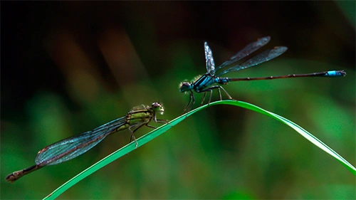 : Ischnura elegans.