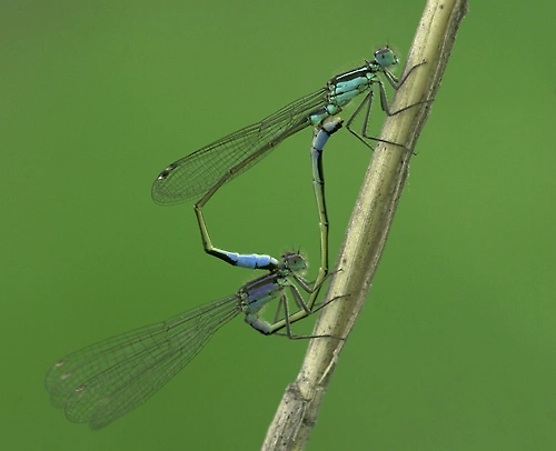 : Ischnura elegans.