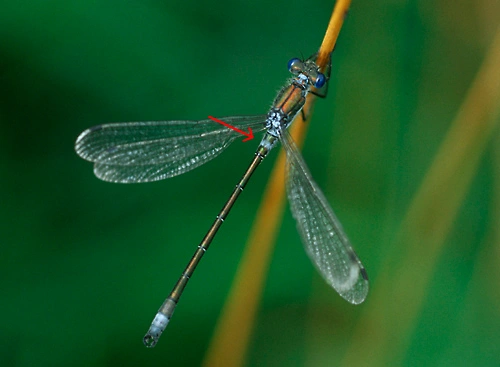 : Lestes dryas.