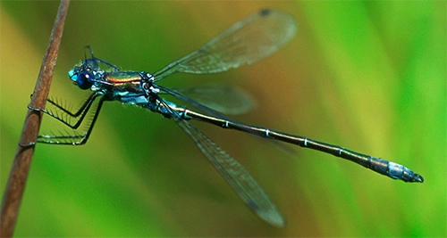 : Lestes dryas.