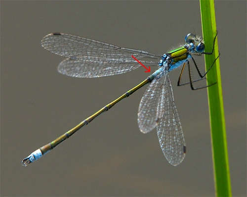 : Lestes sponsa.