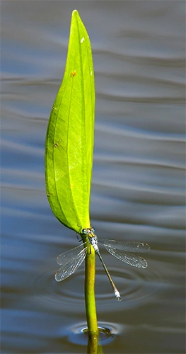 : Lestes sponsa.