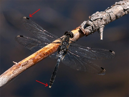 : Leucorrhinia albifrons.