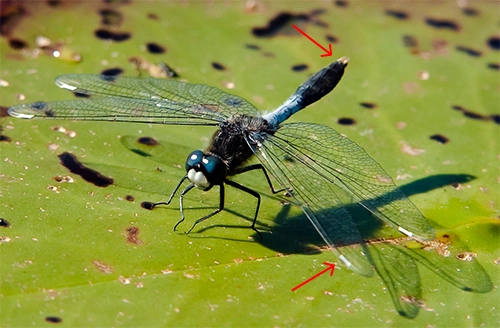 : Leucorrhinia caudalis.