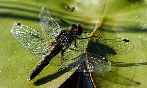 : Leucorrhinia caudalis.