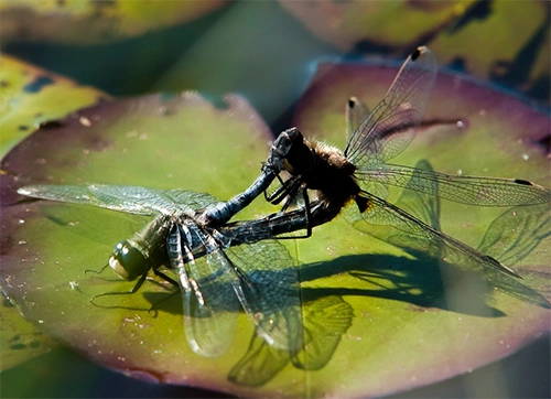 : Leucorrhinia caudalis.