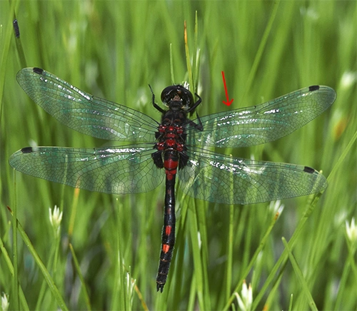 : Leucorrhinia dubia.