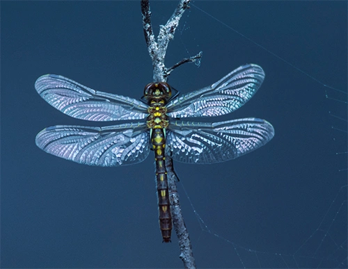 : Leucorrhinia dubia.