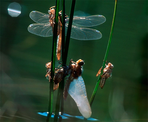 : Leucorrhinia dubia.