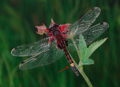 : Leucorrhinia pectoralis.